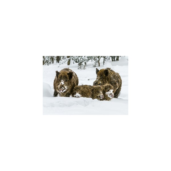 Wildschweinfamilie im Schnee
